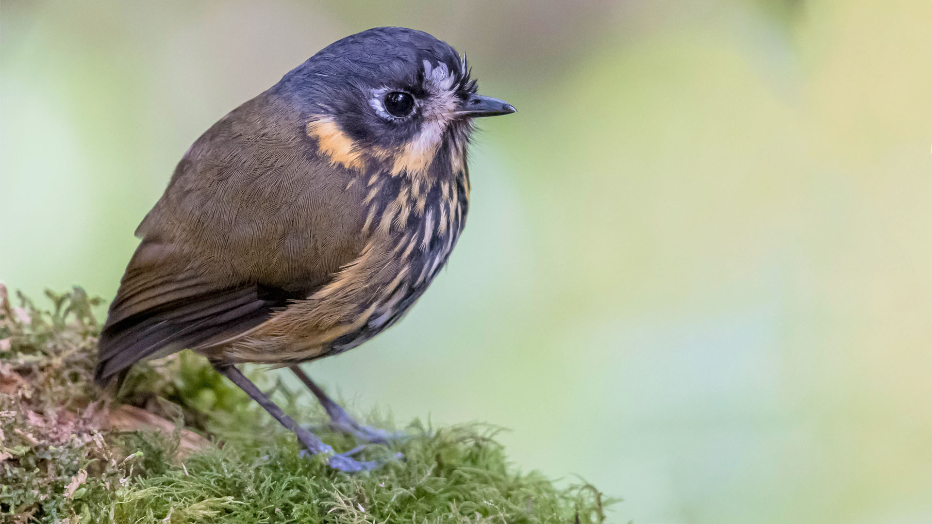 Birding and Harping